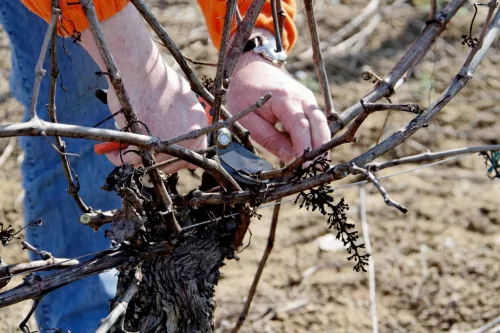 BAHCO ERGO™ metszőolló fix markolattal, (vágási kapacitás: 15 mm) S