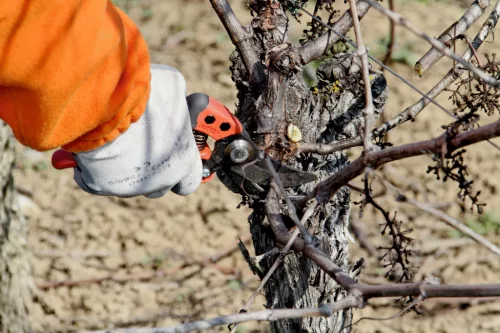 BAHCO ERGO™ metszőolló fix markolattal, (vágási kapacitás: 15 mm) M