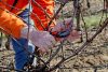 BAHCO ERGO™ metszőolló fix markolattal, (vágási kapacitás: 15 mm) M