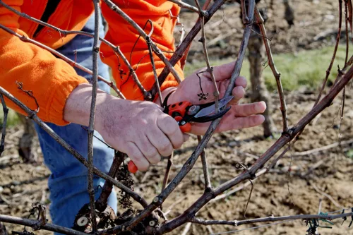 BAHCO ERGO™ metszőolló fix markolattal, (vágási kapacitás: 15 mm) M