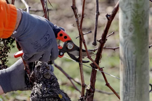 BAHCO ERGO™ metszőolló fix markolattal, (vágási kapacitás: 15 mm) M