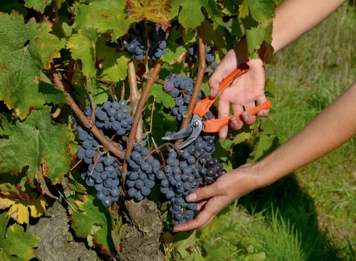 Foarfece de recoltare BAHCO, max. deschidere: 10 mm, lungime: 190 mm