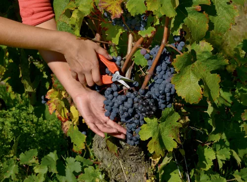 Foarfece de recoltare BAHCO