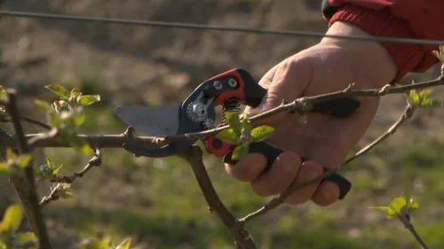 BAHCO ERGO™ metszőolló forgó markolattal, (vágási kapacitás: 30 mm) M