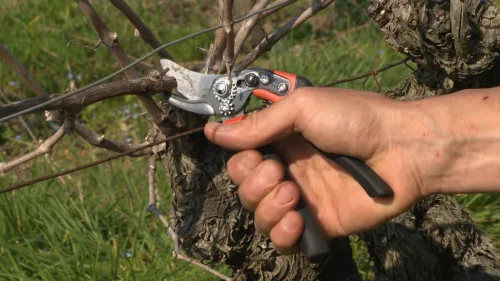 Foarfece de grădină BAHCO ERGO™ cu mâner rotativ (capacitate de tăiere: 15 mm) S